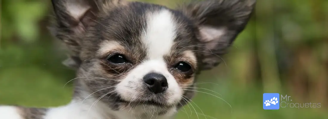 Características del Perro Chihuahua